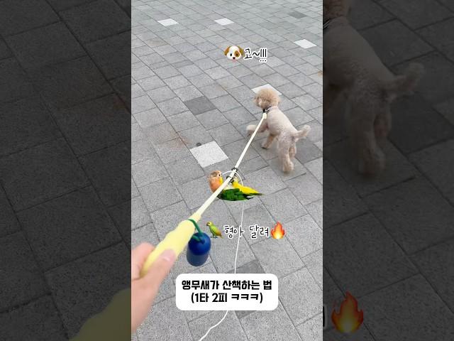 1타 2피 산책법 알려드림ㅋㅋ #강아지 #애견영상 #반려견 #귀여운 #반려동물 #동물키우기 #강아지브이로그 #강아지일상 #앵무새키우기#펫#반려조#카이큐#노란머리카이큐