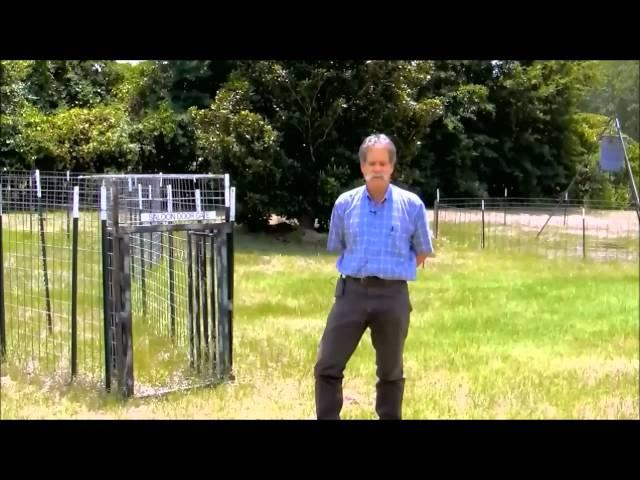 Feral Hog Biology Basics