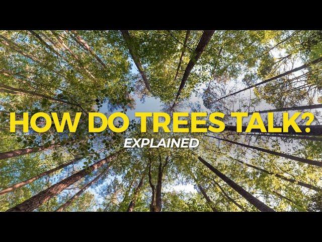 How Do Trees Communicate? | Eco Facts | One Tree Planted