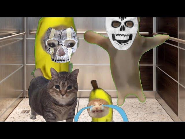 Baby Banana Cat Compilation ️ 2 Minutes #54