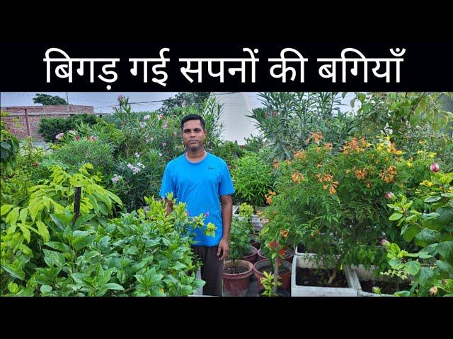 How to manage Garden in Small Terrace || Garden Overview #hamaribagiya