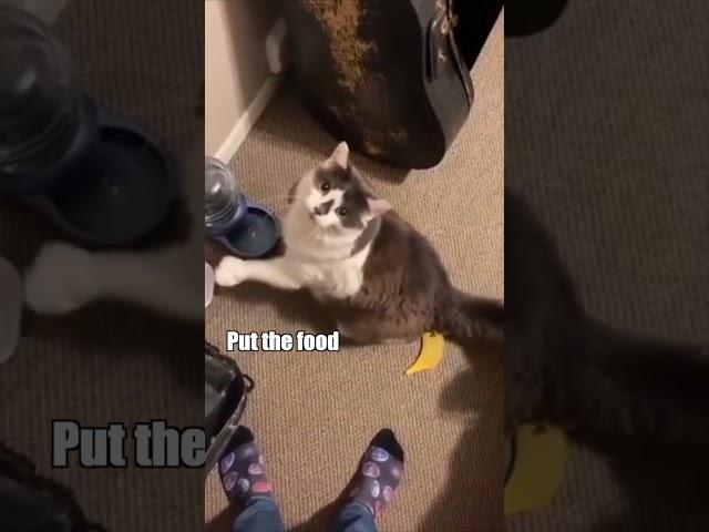 Feed me Cat