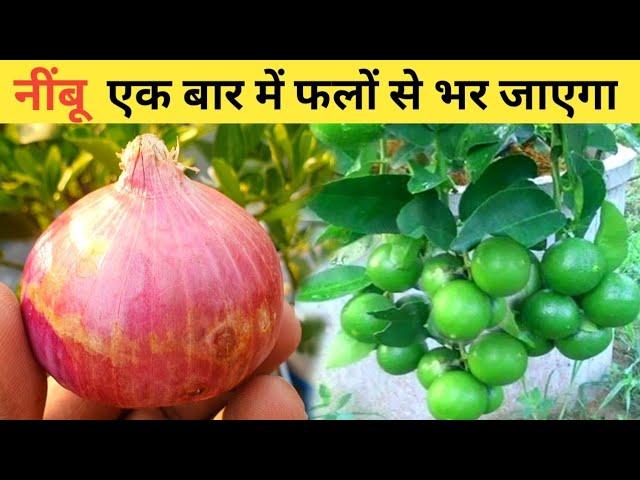 Organic fertilizer for lemon plant | Home garden