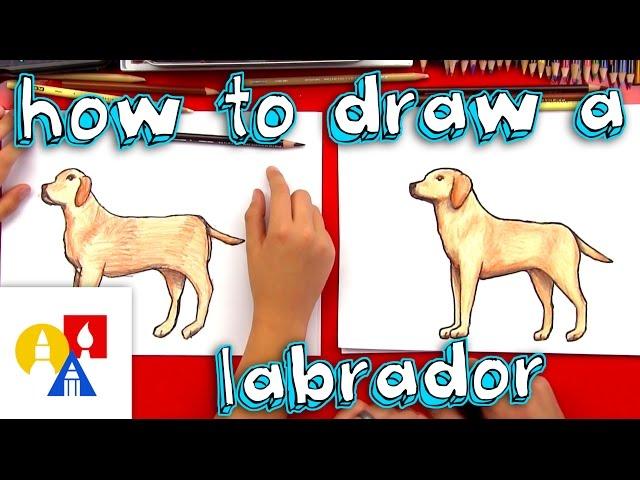 How To Draw A Yellow Labrador