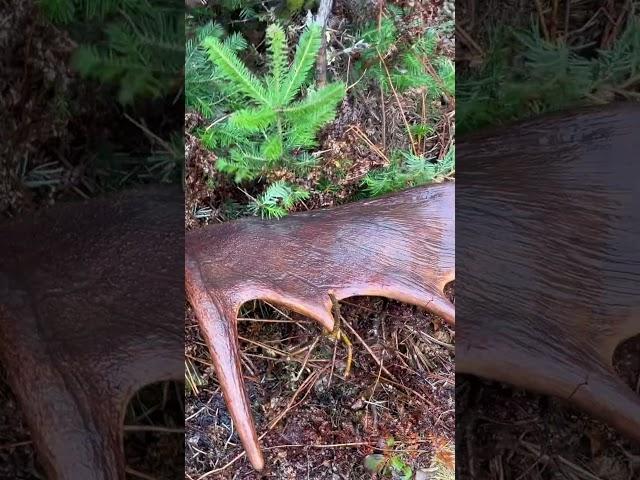 FRESH Maine Moose Antler Find!￼ #deerhunting #inthepursuitofbigbucks #moose #mountains #shedhunting