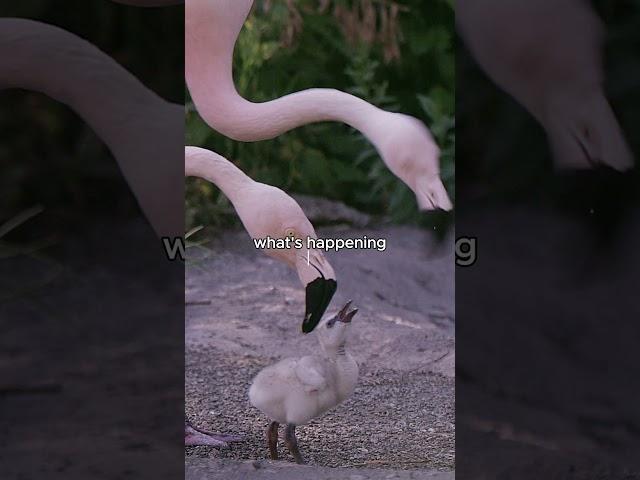 Is That Flamingo Biting Its Wife? Flamingo Parenting!