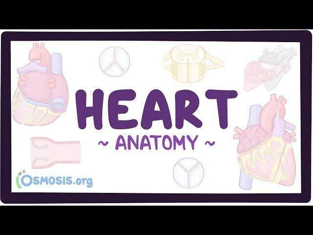 Anatomy of the heart