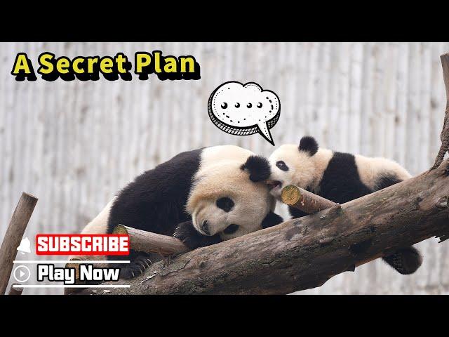 Mom, Let’s Try Talking Behind The Wood, So They Will Think We Have A Secret Plan | iPanda