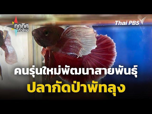 คนรุ่นใหม่พัฒนาสายพันธุ์ปลากัดป่าพัทลุง | ทุกทิศทั่วไทย | 18 ต.ค. 67