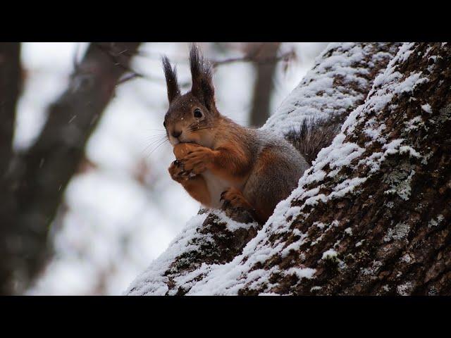 Wildlife - 5120 x 1440 - Ultra Wide Movie - 32:9