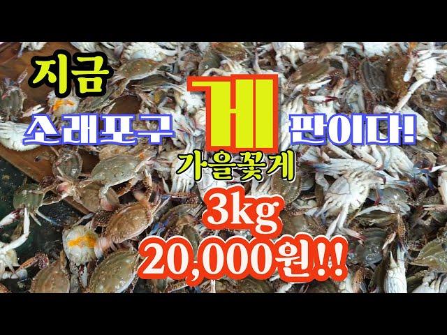 소래포구 "게"판이다. 가을 꽃게 3kg 20,000원(Sorae Port  "live Crabs" Only 20,000Won per 3kg in the  fall season.