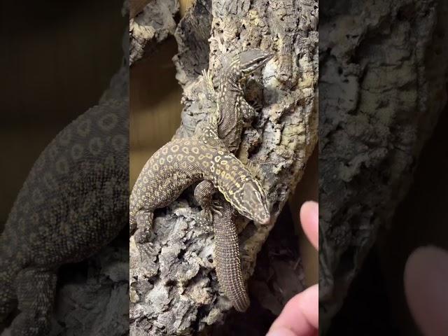 Ackie monitors#shortvideo #animals #wildlife #trending #information #ackiemonitor