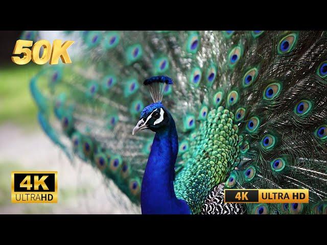 Peacock 4K UHD(4K UHD) - Relaxing Music Along With Beautiful Nature Videos - 4K Video HDPeacock