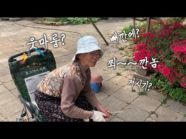 Vlog. 할머니어 번역기 구해여ㅣ손자 손녀와 둥탕둥탕 지내는 일상