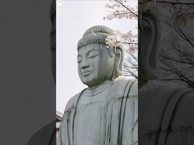 Great Buddha of Kamakura in Cherry Blossom Season #beautifuldestinations #travel #bucketlist