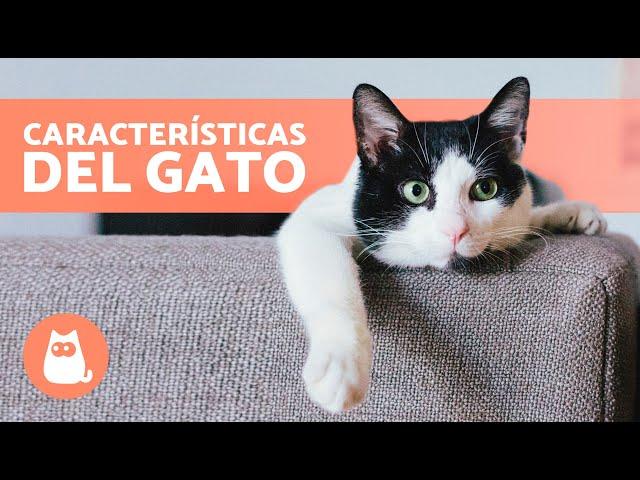 7 CARACTERÍSTICAS de los GATOS  (Origen, Características Físicas, Personalidad y Razas)