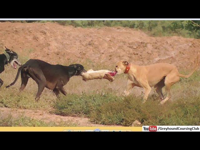 rabbit vs dog shikar 2024 season | wild animals videos | greyhound hunting rabbits