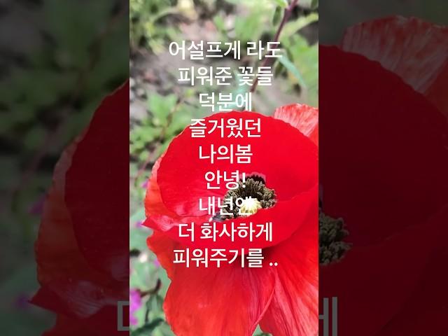 마당에 씨뿌린 결과물로 꽃밭에 앉아보낸 봄 안녕! #심여사캘리포니아필살기