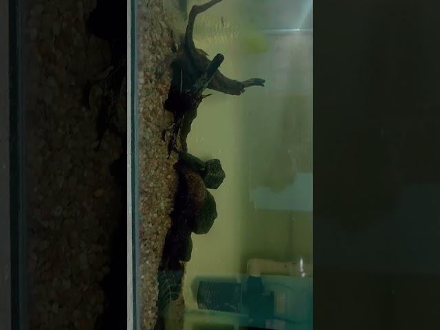 guys commend any tank mates for shrimp...#shrimp #bermudatriangleaquatics #nature #paulcuffaro