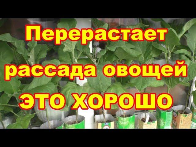 Если перерасла рассада томатов,перцев,баклажан,то формируем ее дома