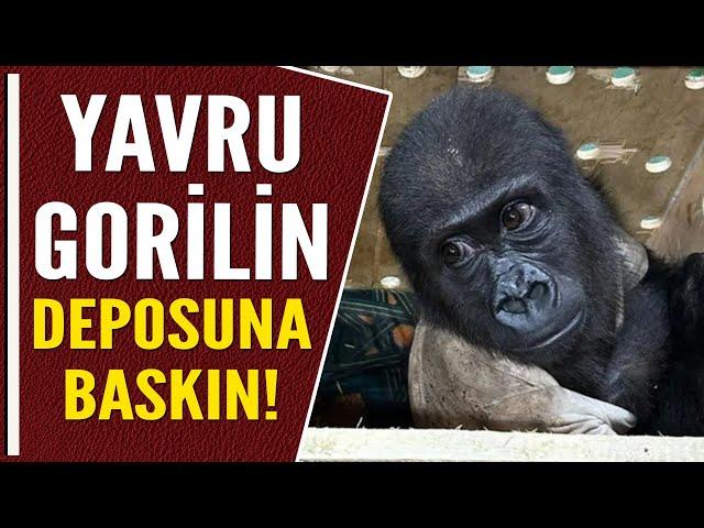 YAVRU GORİLİN DEPOSUNA BASKIN!