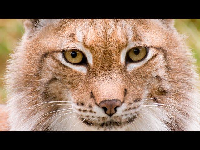 Wildlife Showreel 2015