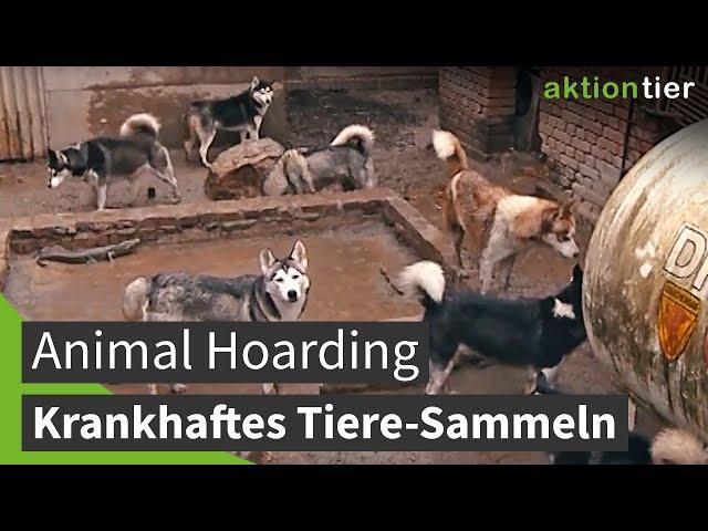 ANIMAL HOARDING: aktion tier-Kampagne