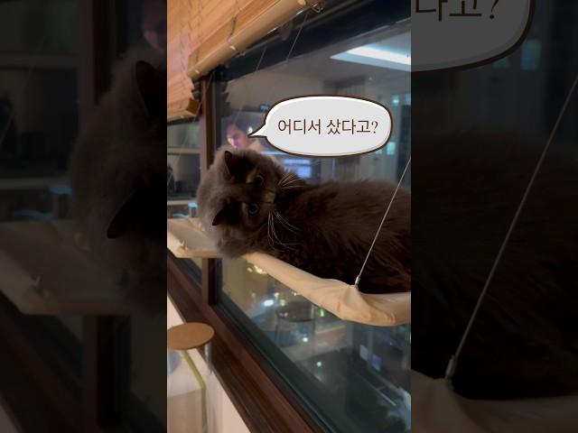 알리에서 산 해먹이 맘에든 고양이들 feat. 대륙의 또하나의 실수