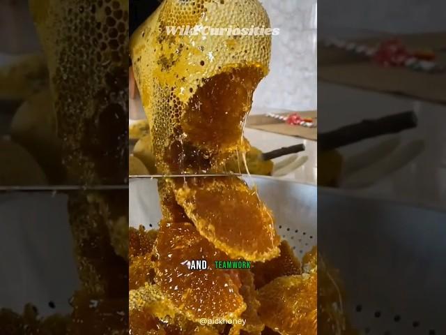 How do Bees make Honey?