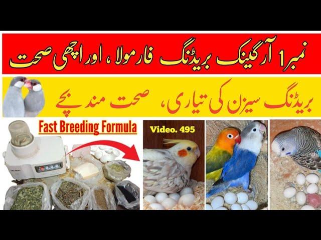 No.1 Organic Breeding Formula for All Birds in Urdu (Fast Eggs & Healthy Chicks) By |Arham|Video.494