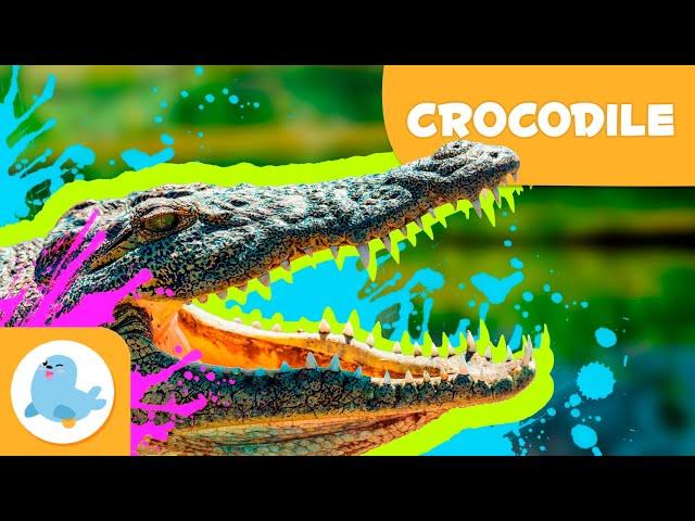 CROCODILES  Animals for Kids ️ Episode 14