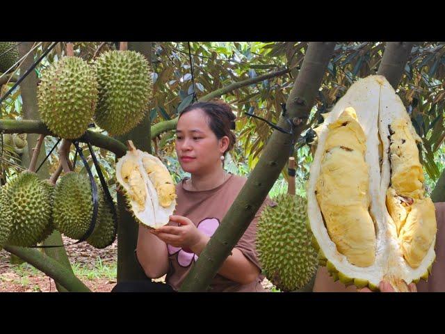 Harvest Durian Goes to market sell - Returned home to visit his biological parents - Lý Thị Ca