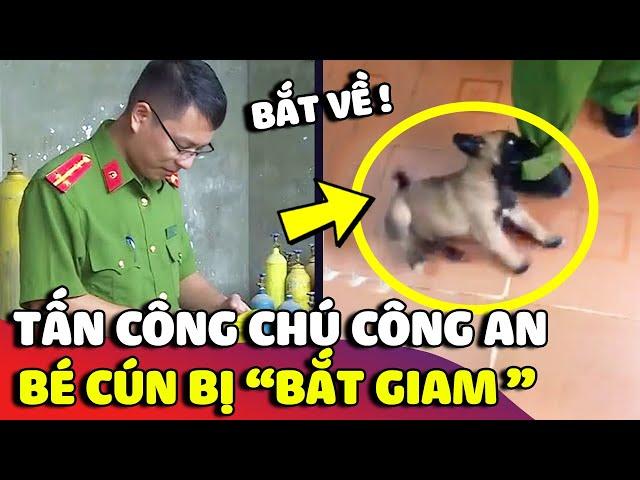 Chú cún giang hồ bị 'BẮT TẠM GIAM' với tội danh tấn công 'CHÚ CÔNG AN'  | Gâu Đần