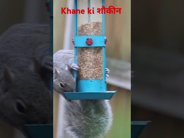 Khane kiशौकीन #kid #viralvideo#viralshort#viralshorts#viralvideos#shortfeed#animation#animal#apple