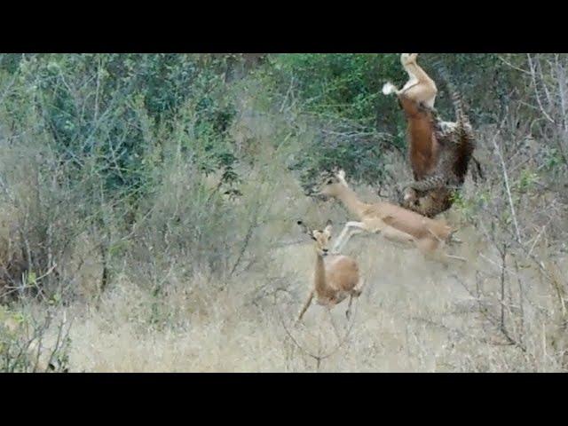 Leopard CATCHES an impala 