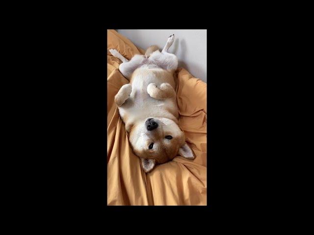 可可愛愛寵物合集 | Cute pet collection  #1