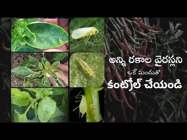 అన్ని రకాల వైరస్లకు పనిచేసే Top 7 best insecticides || TFS Sagubadi #suryabhaskar