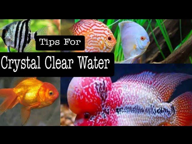 Tips for getting crystal clear water in fish aquarium