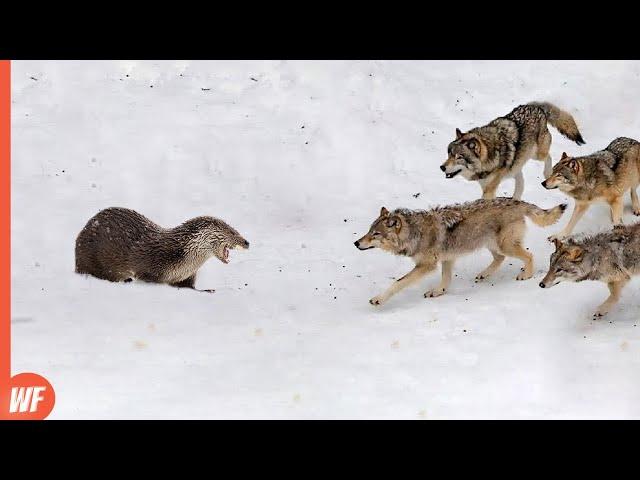 These Wolves Attacked the Wrong Prey..They Paid Full Price