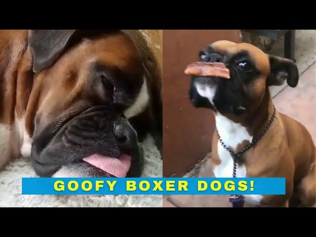 Goofy Boxer Dogs - Cute and Funny Boxer Dog videos