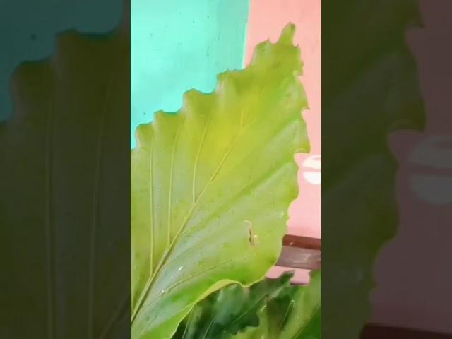 Calathea Rufibarba Flower / Zebra Plant Flower