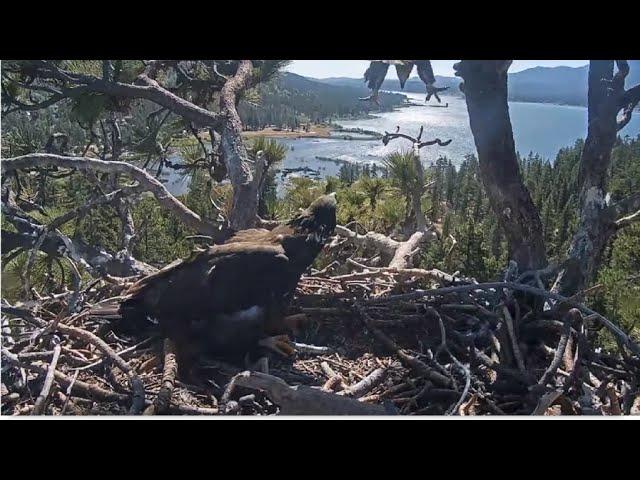 Sunny's SPECTACULAR RUN & HOVER High Above Nest! ️ Multiple Fish Steals! Big Bear @FOBBVCAM 5.30.25