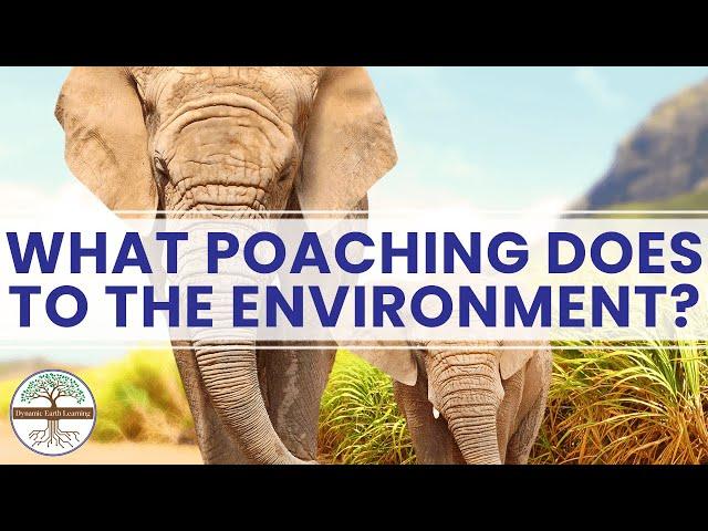 What Poaching Does to the Environment Dynamic Earth Learning