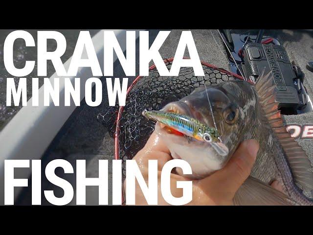 The Cranka Minnow Gets the Fish, This is HOW TO use it