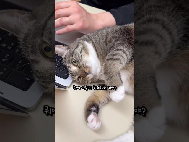 전기세 내는 고양이