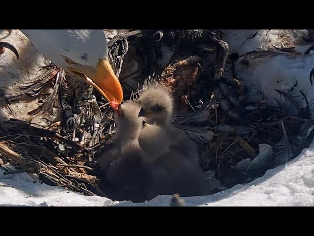 CHICK3 GRABS FIRST BITE!Food Coma EnsuesSiblings Are Busy Bonking@FOBBVCAM 2025-03-08