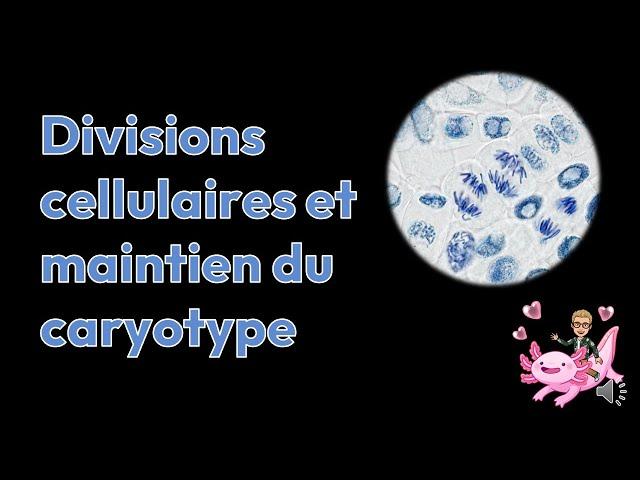 Divisions cellulaire et maintien du caryotype