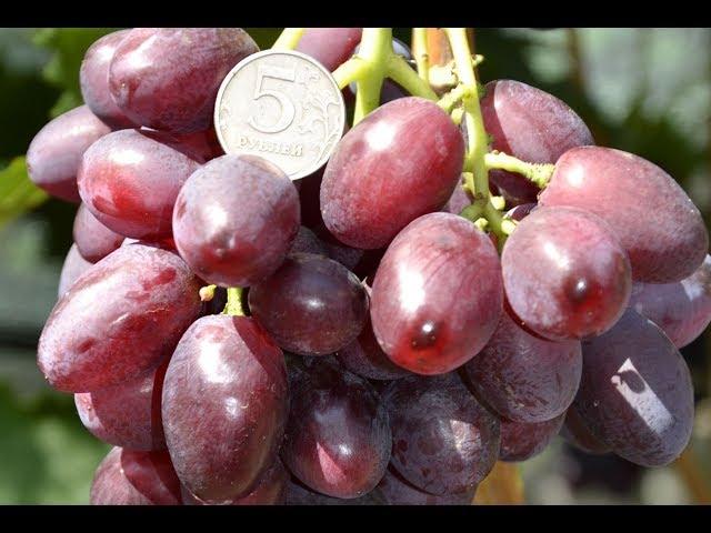 Виноград Дунав требует специального подхода (Grapes Dunav)  www.vinograd-kriulya.com