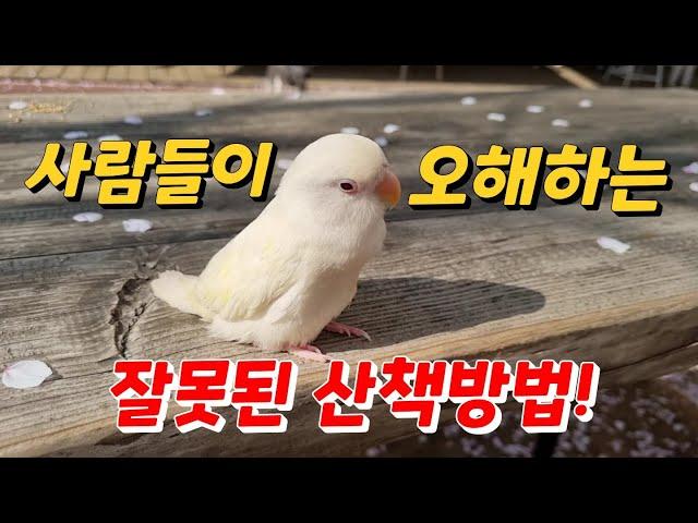 잘못 알고 있는 산책 방법! 제가 팩트로 때렸습니다[비둘기사촌]