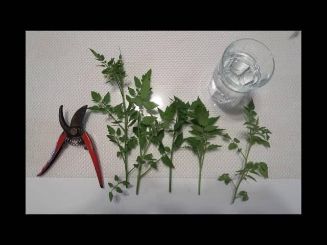 How to Propagate Tomatoes From Cuttings